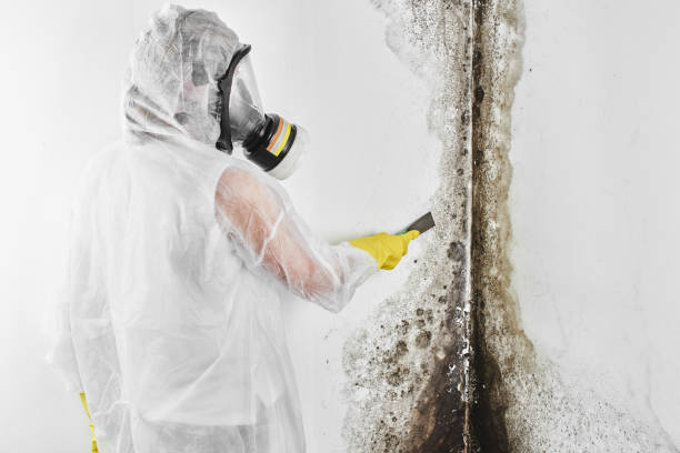 Best Mold Testing and Inspection Services in Luling, TX