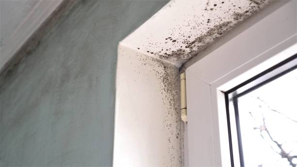 Best Industrial Mold Remediation in Luling, TX