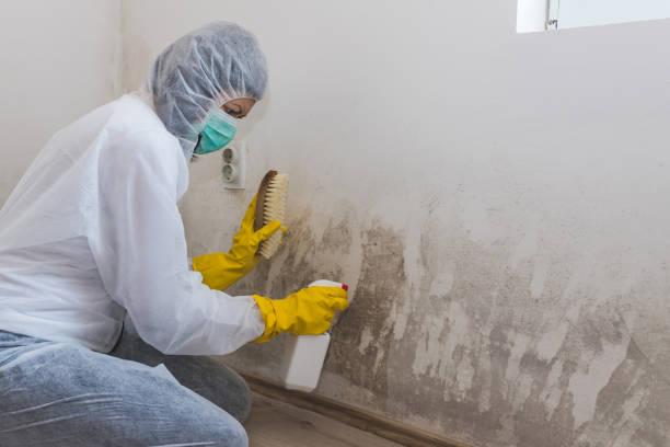 Best Black Mold Remediation in Luling, TX