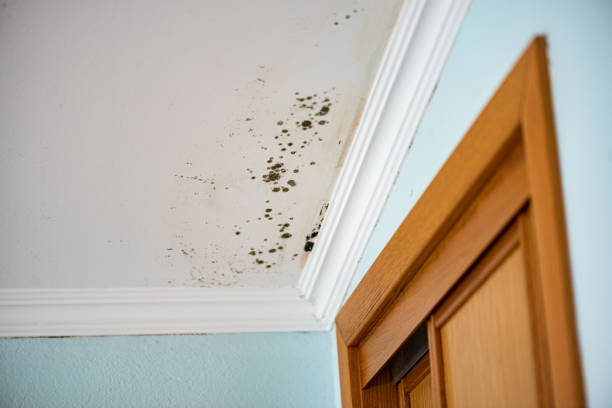 Best Residential Mold Remediation in Luling, TX