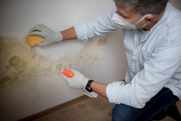 Best Post-Flood Mold Remediation in Luling, TX