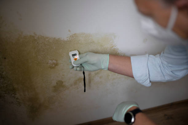 Best White Mold Remediation in Luling, TX