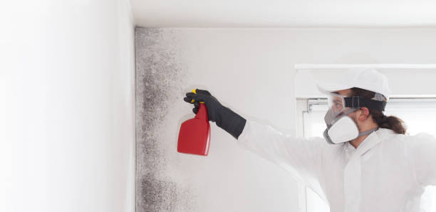 Best Insurance-Related Mold Remediation in Luling, TX