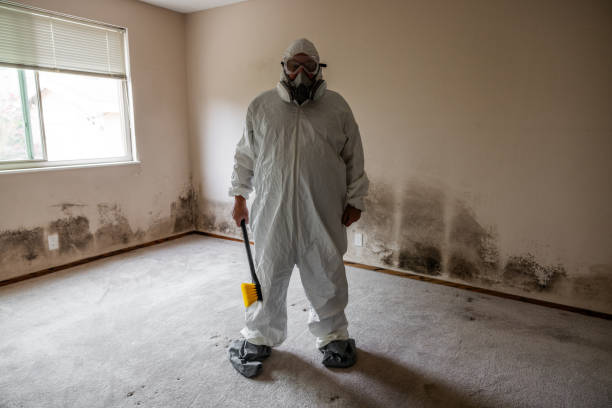 Best Localized Mold Remediation (e.g., coastal areas, humid climates) in Luling, TX